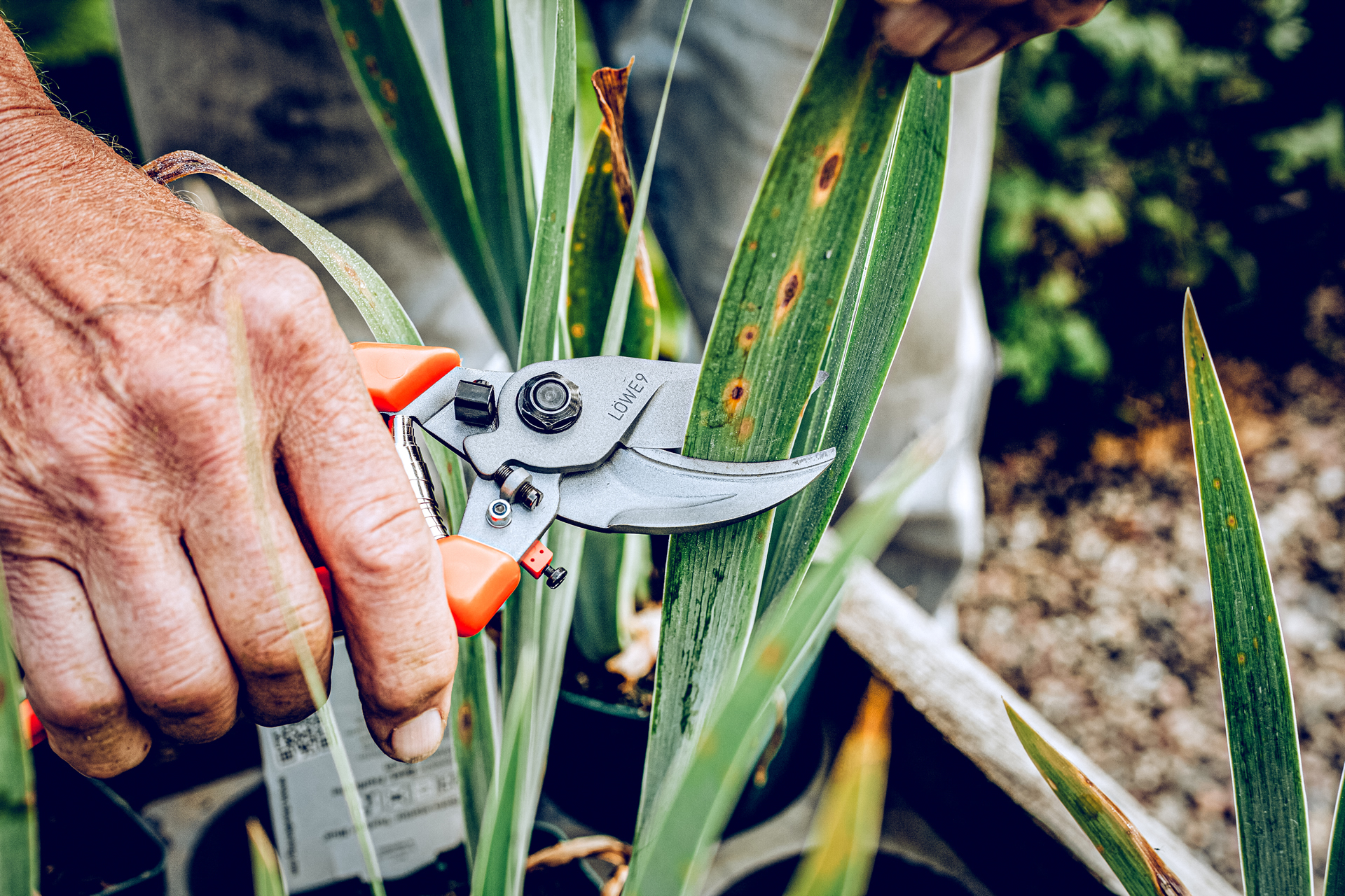 Löwe 9.107 Bypass-Schere