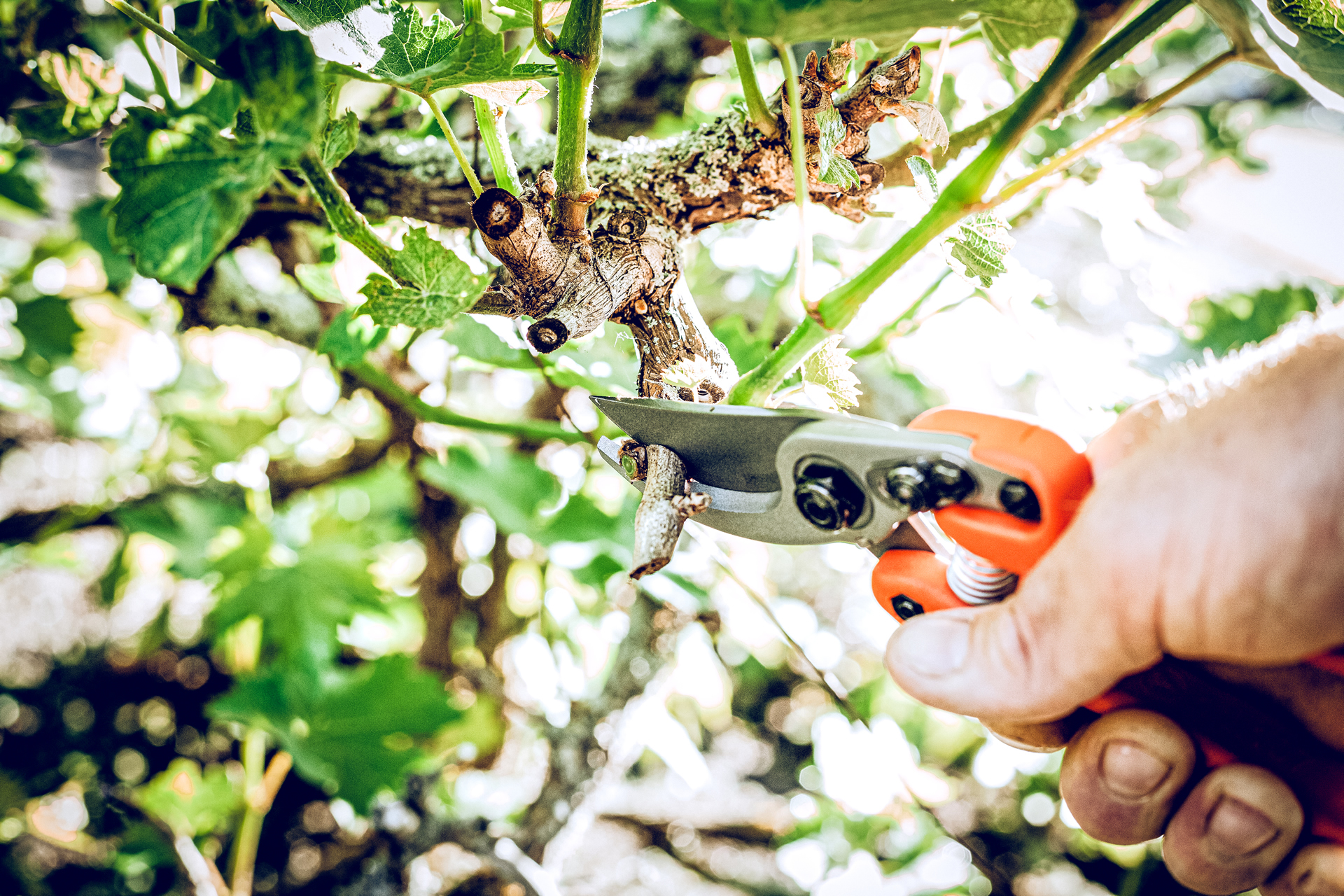 Löwe 11.104 Bypass-Schere mit sehr geringem Gewicht