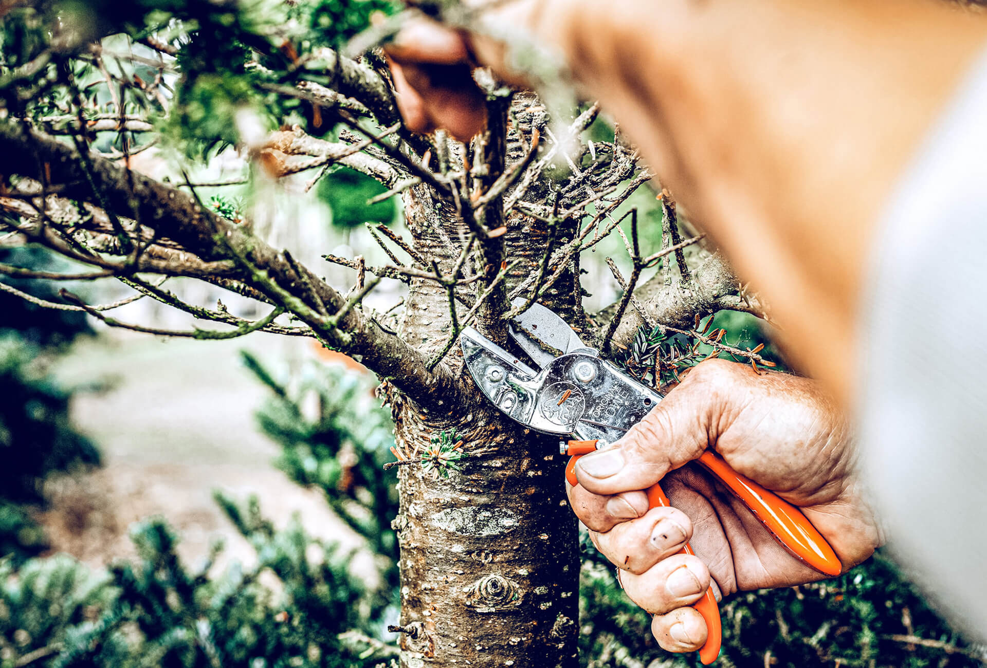 Löwe 1.107 Amboss-Schere mit ergonomischen Griffen