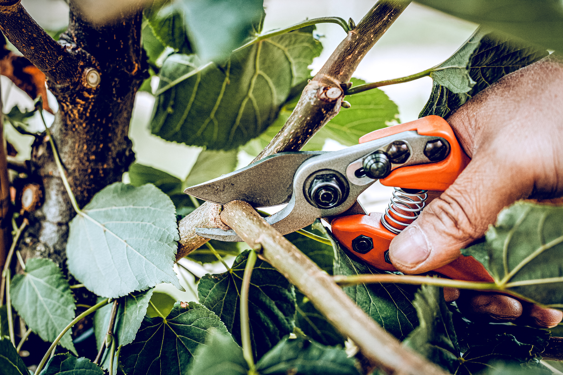 Löwe 12.104 kleine Bypass-Schere mit sehr geringem Gewicht