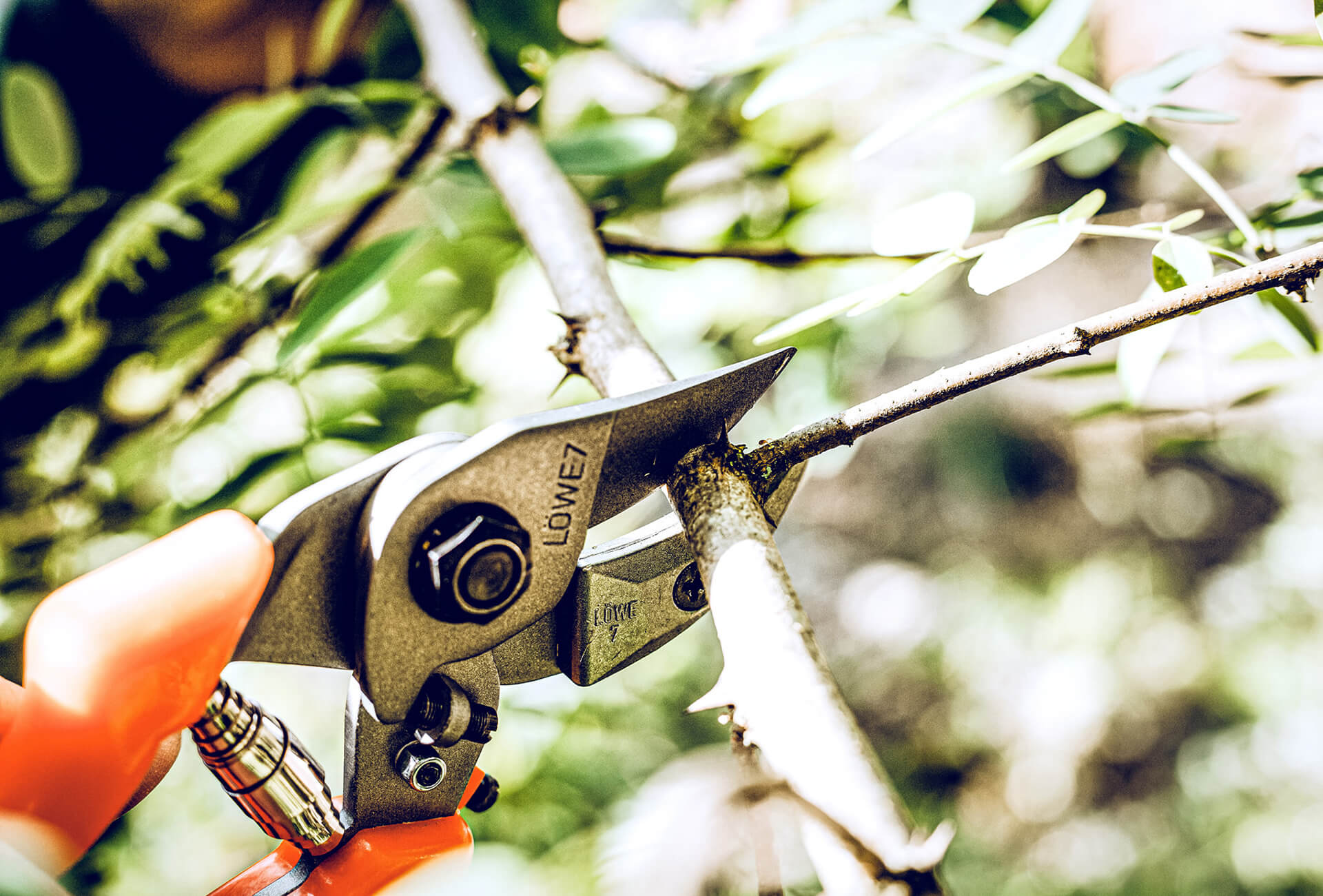 Löwe 7.104 Amboss-Schere mit kurzem Schneidkopf und gebogener Klinge