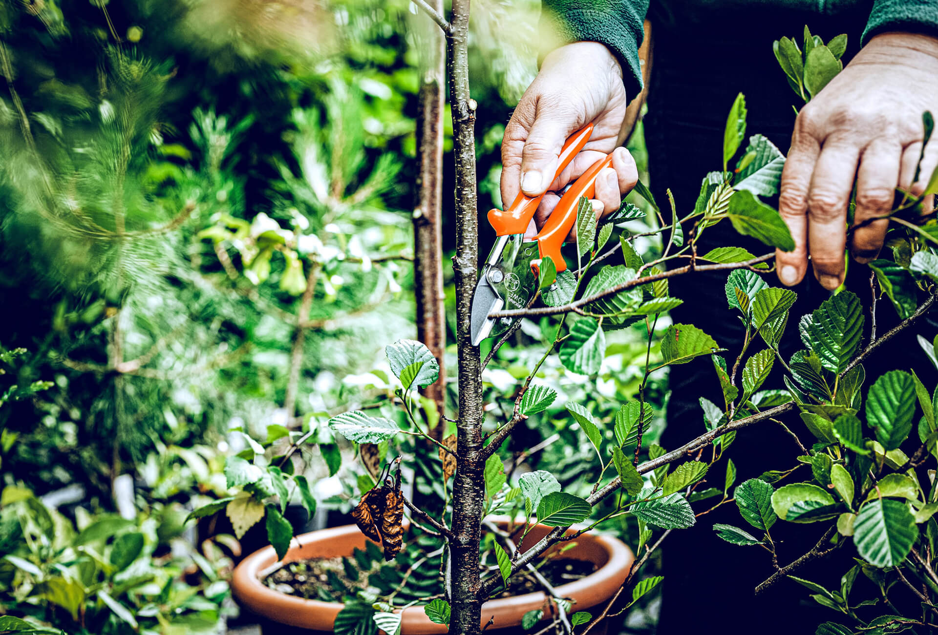 Löwe 5.127 kleine Amboss-Schere