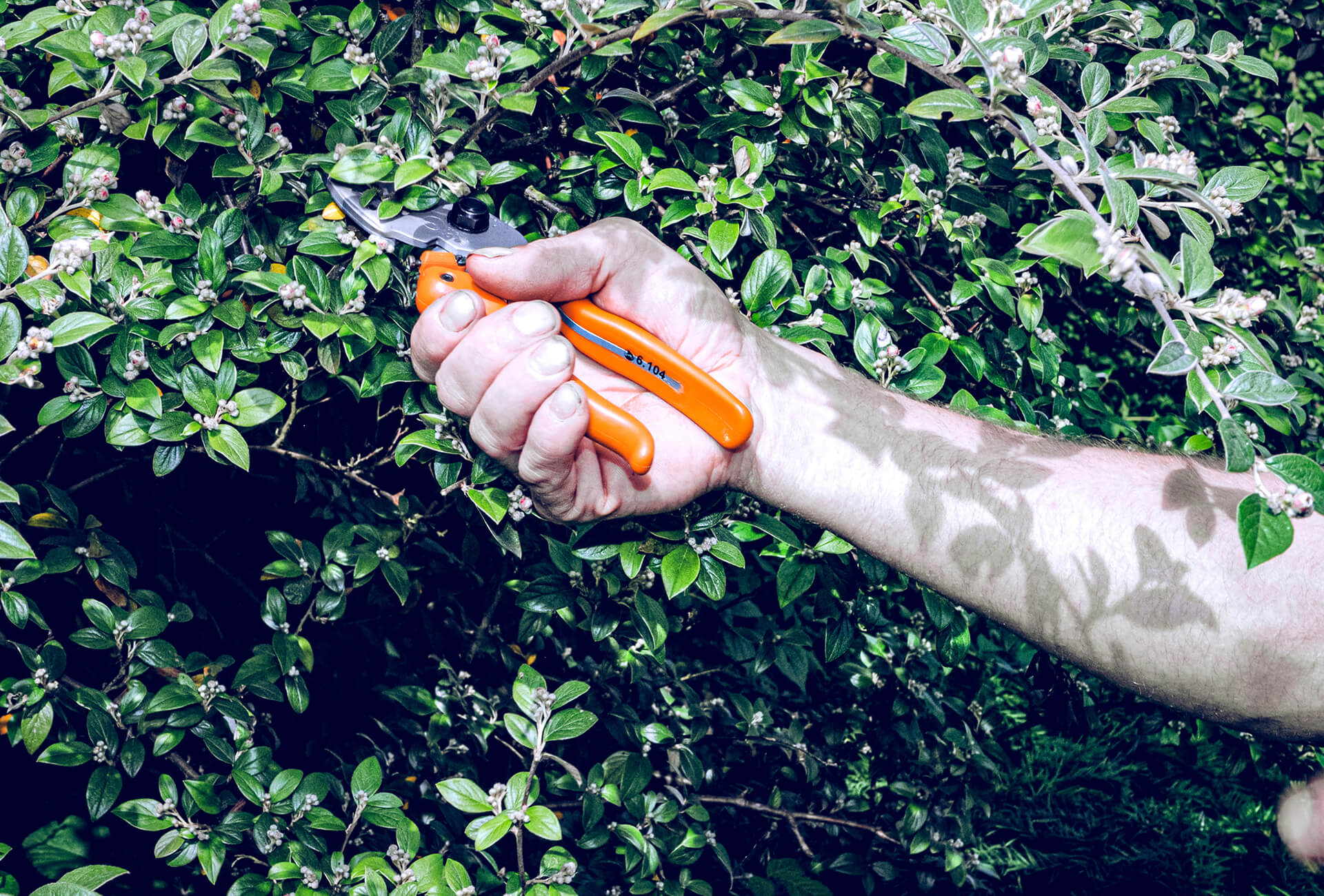 Löwe 6.104 Amboss-Schere