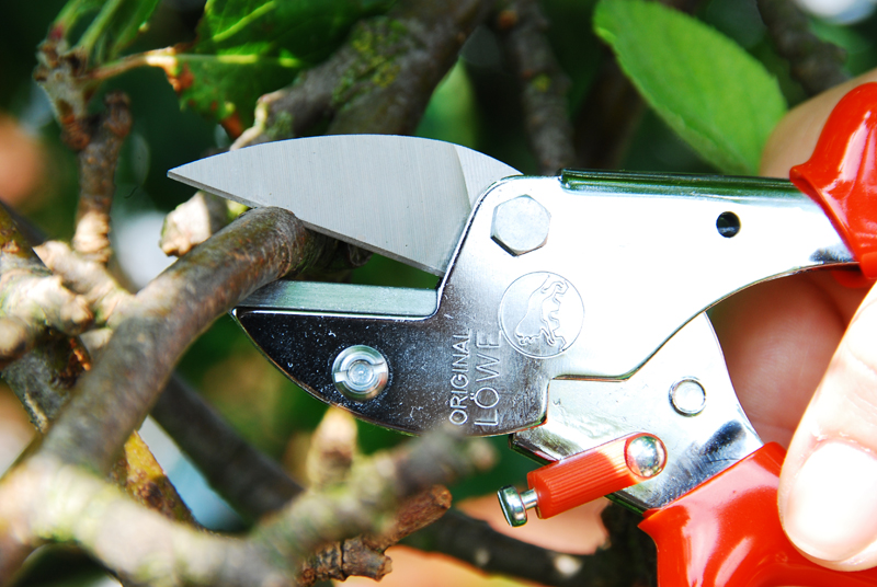 Löwe 5.124 kleine Amboss-Schere mit spitzer Klinge