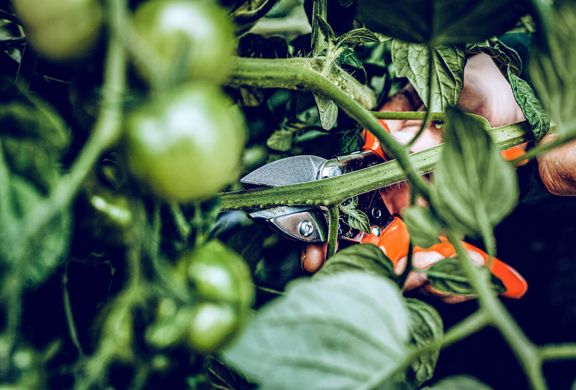 Löwe 5.124 kleine Amboss-Schere mit spitzer Klinge