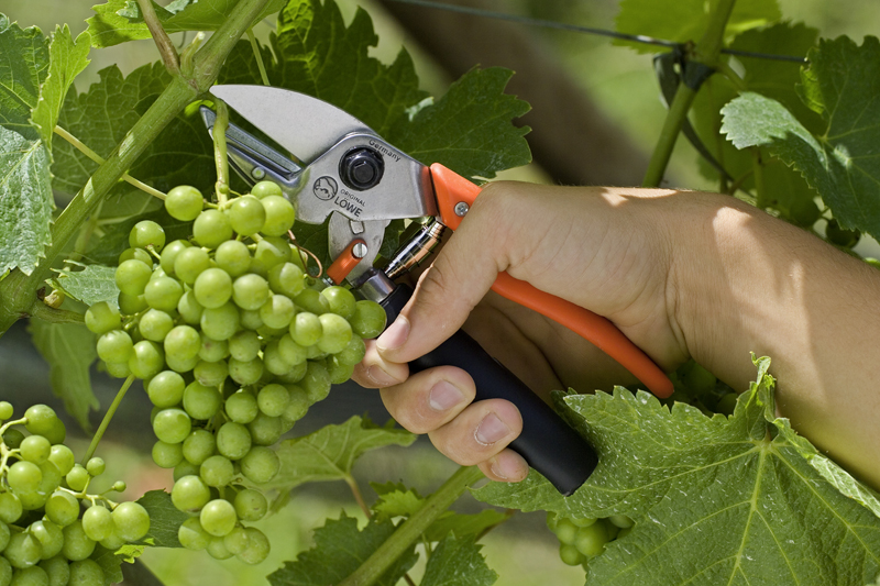 Löwe 6.109 Amboss-Schere mit Rollgriff