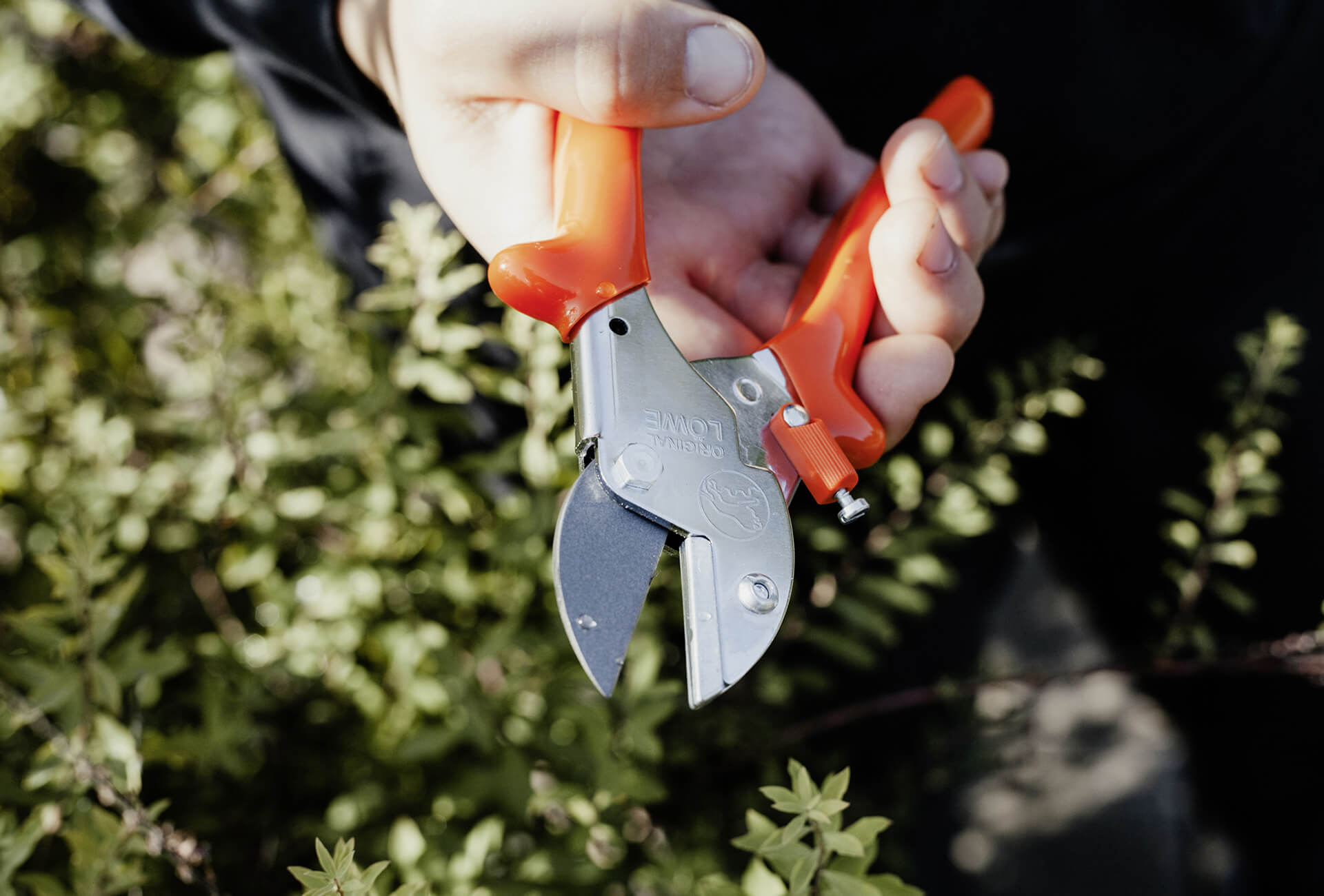 Löwe 5.107 kleine Amboss-Schere