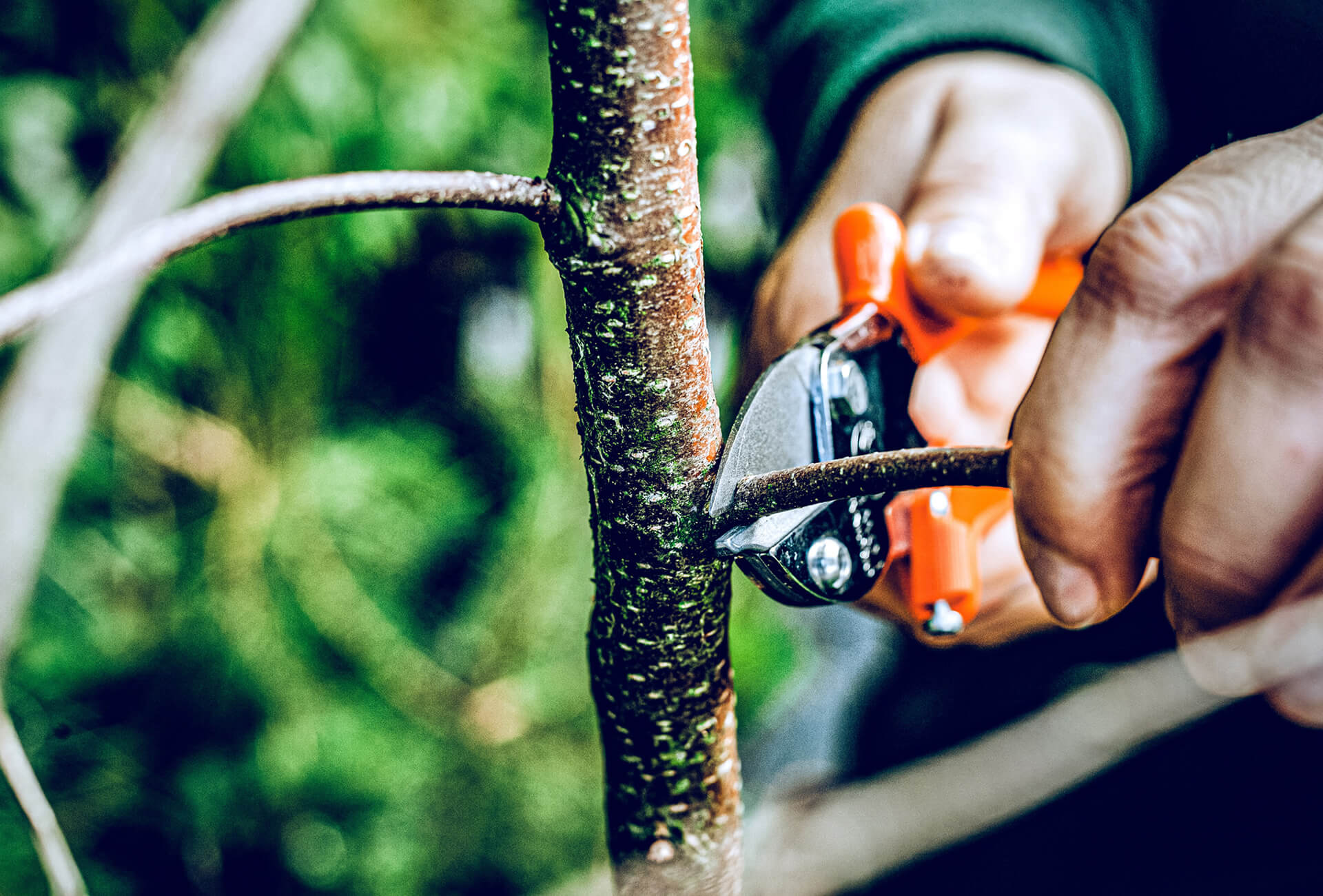 Löwe 5.127 kleine Amboss-Schere