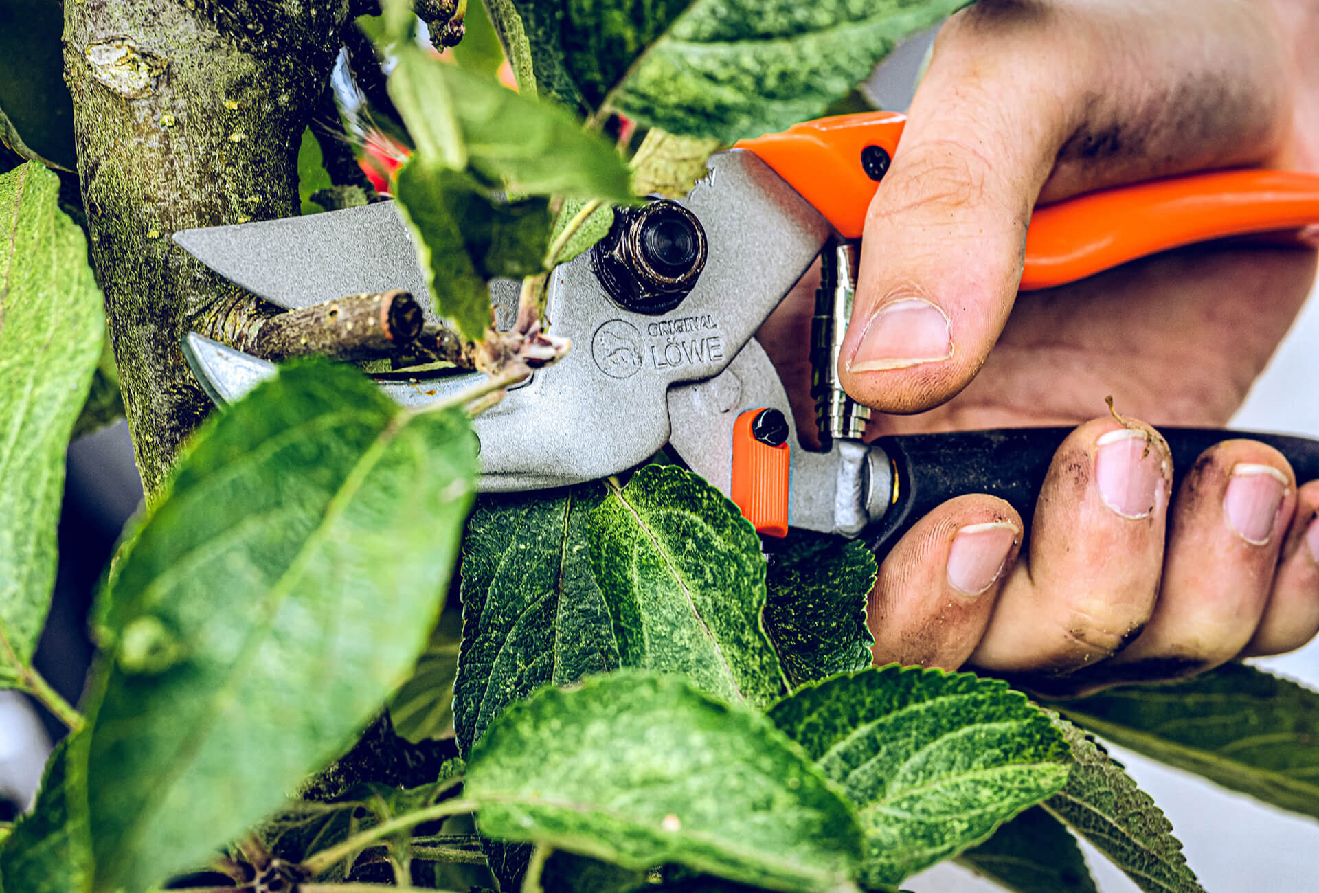 Löwe 8.109 Amboss-Schere mit gebogener Klinge und Rollgriff