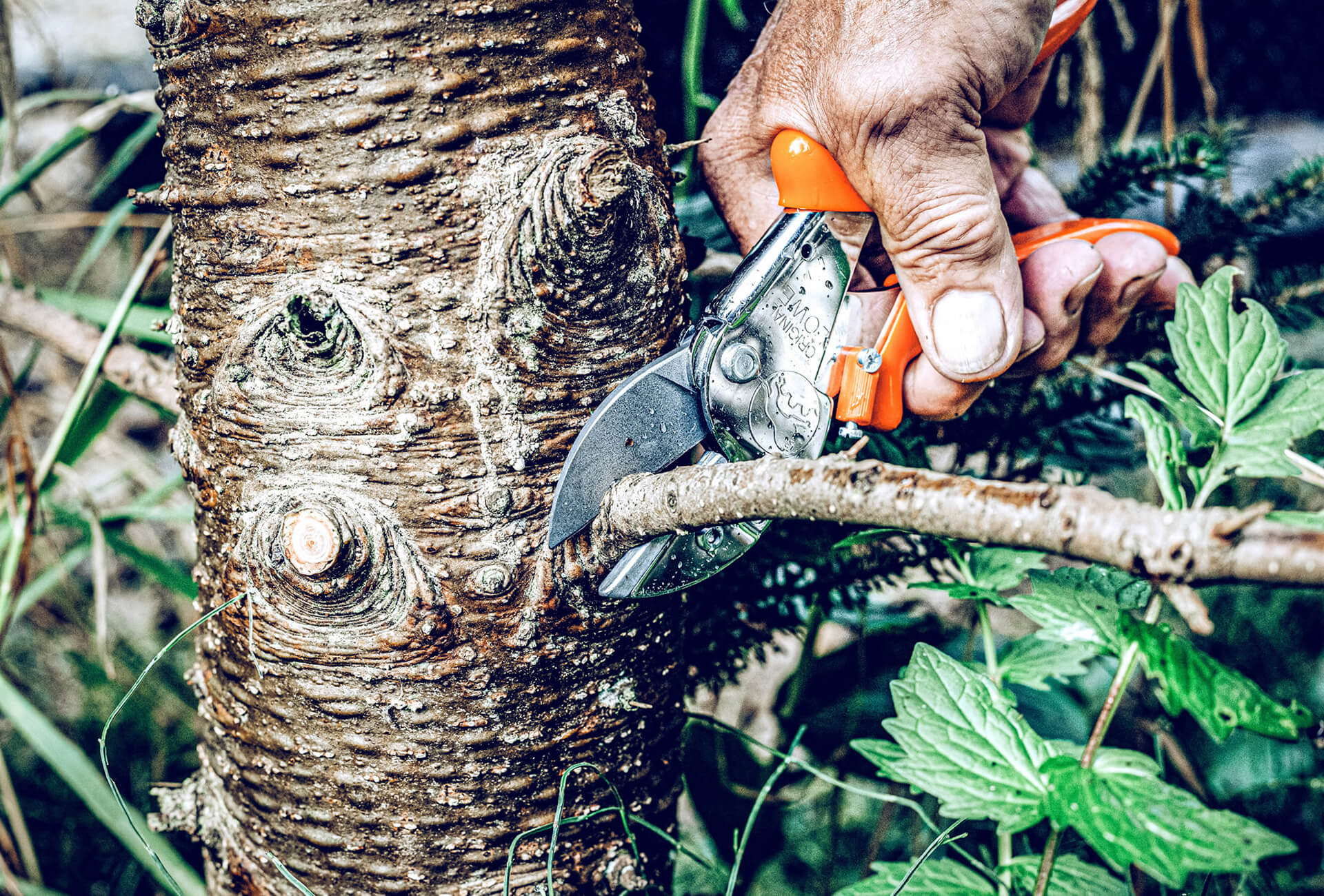Löwe 1.104 Amboss-Schere mit Kuststoffgriffen